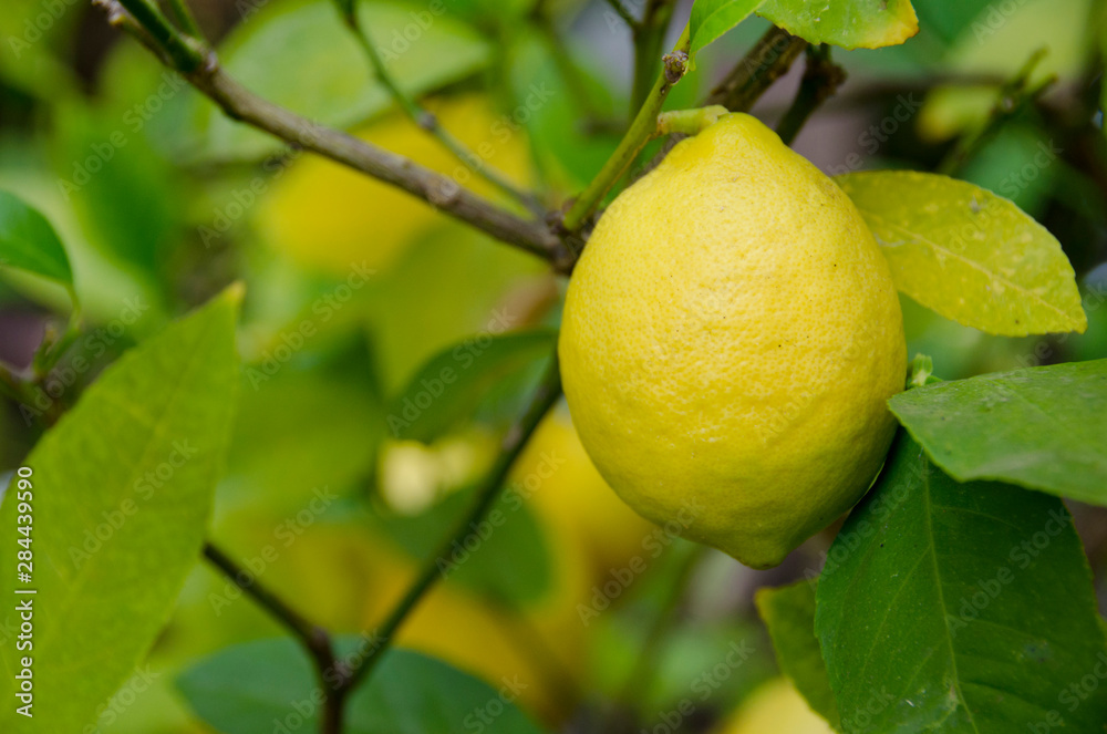 California. Lemon tree with ripe lemons.
