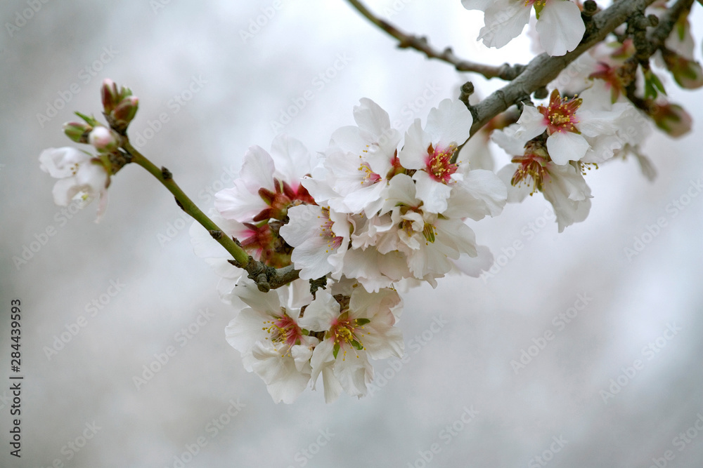 USA, California, Fresno Co. Delicate almond blossoms fade into the distance in Fresno County, California. USA, California, Fresno Co. Delicate almond blossoms fade into the distance in Fresno County, California.