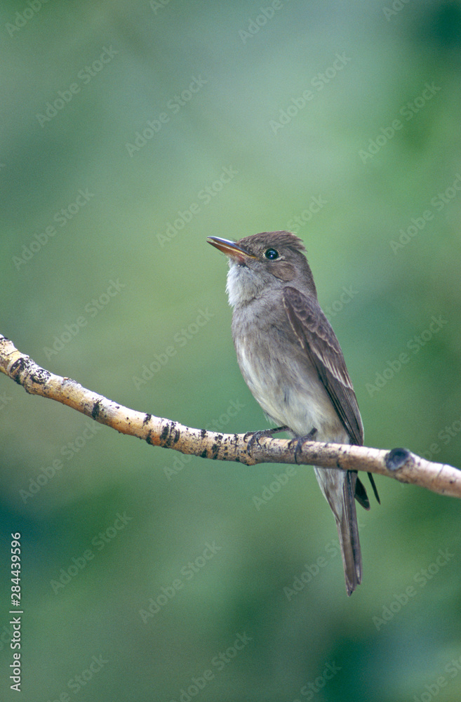 Fototapeta premium USA, California, Eastern Sierras, Lee Vining. Western wood-pewee perched on limb. 