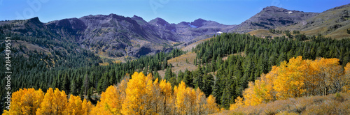 USA, California, Sonora Pass. Golden autumn leaves contrast the deep green of the pines in Sonora Pass, Sierra Nevada, California.