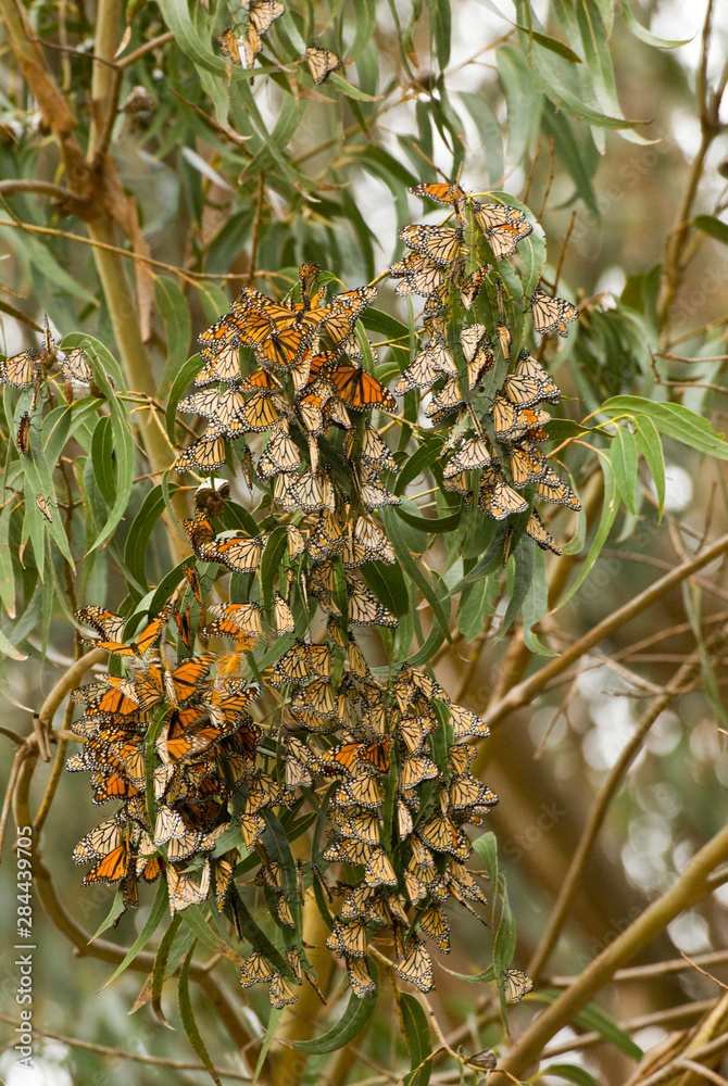 USA, CA, Pismo Beach. Monarch Butterflies migrate to eucalyptus groves annually. Local researchers perform annual count and provide education. Largest aggregation in US USA, CA, Pismo Beach. Monarch Butterflies migrate to eucalyptus groves annually. Local researchers perform annual count and provide education. Largest aggregation in US