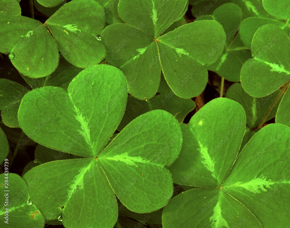 USA, California, Muir Woods. Close-up of clover. Credit as: Marie Bush / Jaynes Gallery / DanitaDelimont.com USA, California, Muir Woods. Close-up of clover. Credit as: Marie Bush / Jaynes Gallery / DanitaDelimont.com