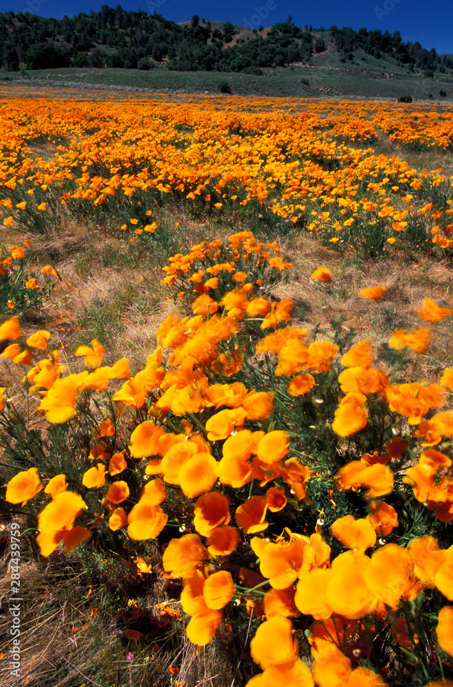Fototapeta premium North America, USA, California, Antelope Valley. Poppy fields