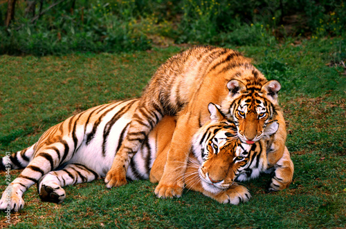 USA, California, Los Angeles County. Young Siberian tiger plays with mother at Wildlife Waystation rescue facility. (captive) 