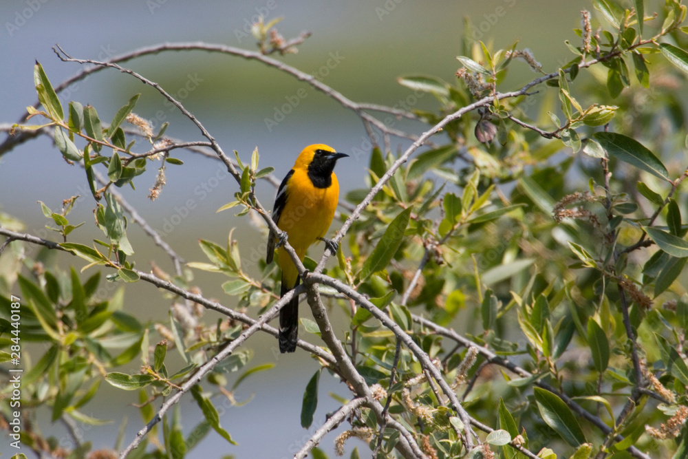 USA - California - San Diego - Hooded Oriole USA - California - San Diego - Hooded Oriole