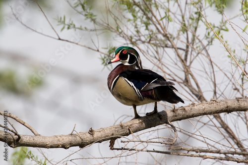 USA - California - San Diego County - male Wood Duck