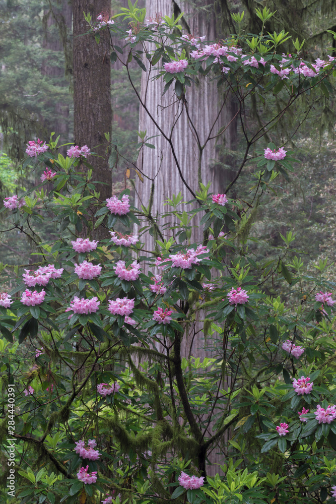 Fototapeta premium USA, California. Rhododendron (Rhododendron Macrophyllum) and Redwoods (Sequoia semoervirens) Redwood National Park