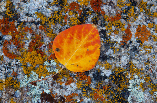 Lichen and fallen cottonwood leaf on rocks in Alabama Hills, California