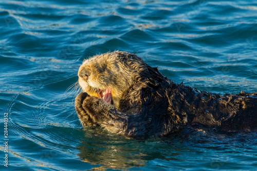USA, California, Morro Bay. Sea otter grooming. Credit as: Cathy & Gordon Illg / Jaynes Gallery / DanitaDelimont.com