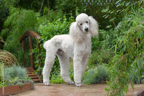 White Standard Poodle in garden