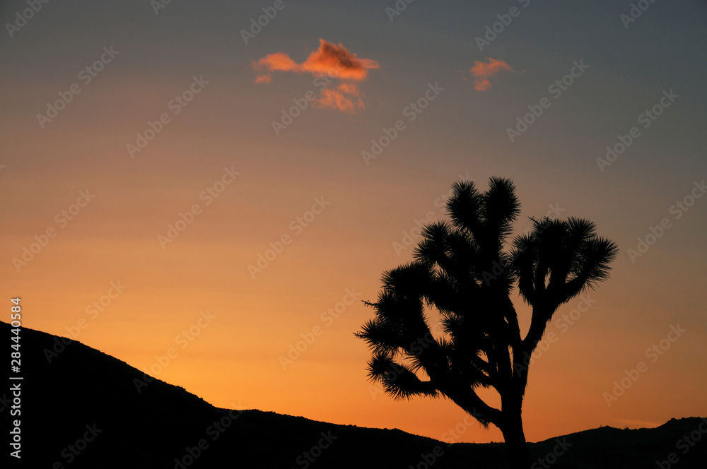 Sunset in Joshua Tree National Park, California, USA.