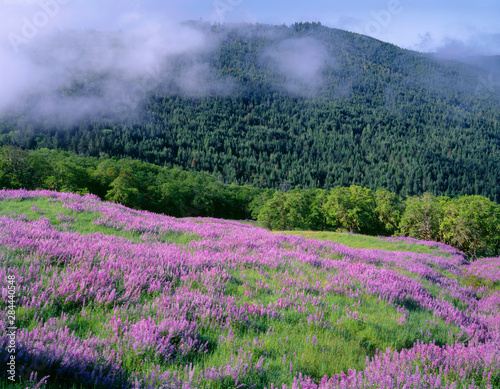 USA, California, Redwood National Park, Meadow of riverbank lupine and spring grass slopes down towards Oregon white oak and distant conifers.
