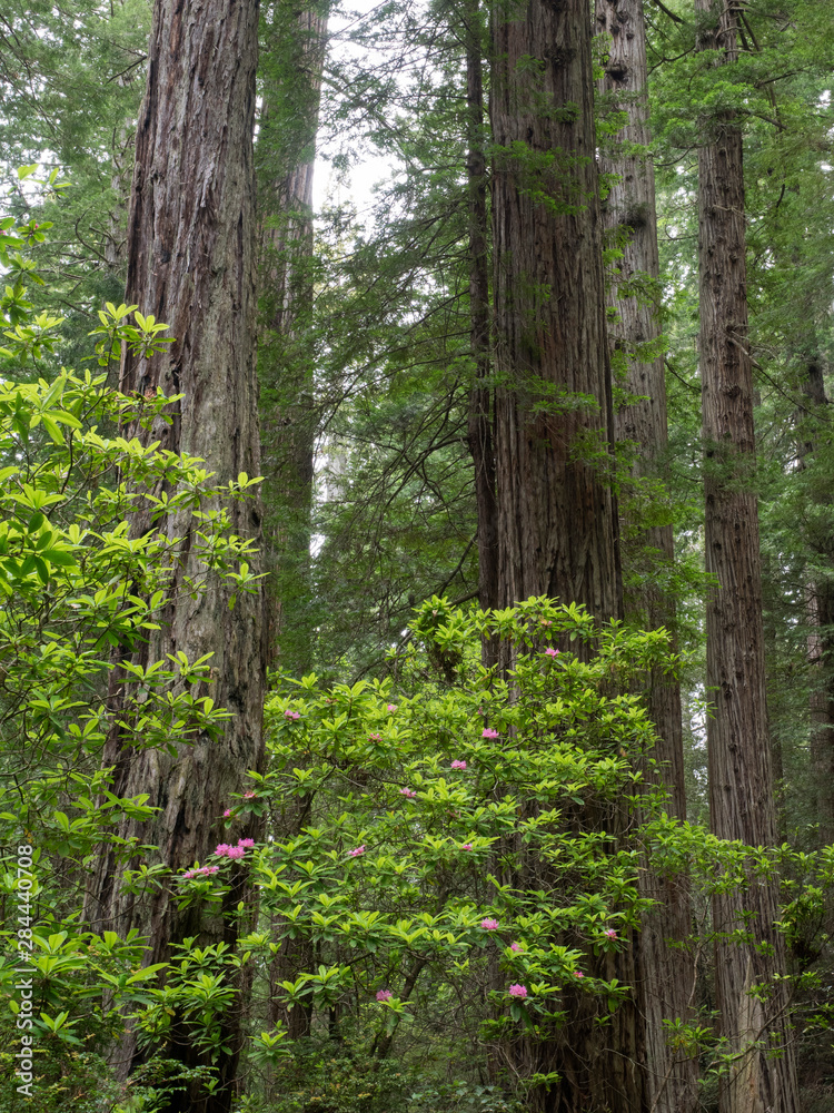 California, Del Norte Coast Redwoods State Park, Redwood trees and rhododendrons California, Del Norte Coast Redwoods State Park, Redwood trees and rhododendrons