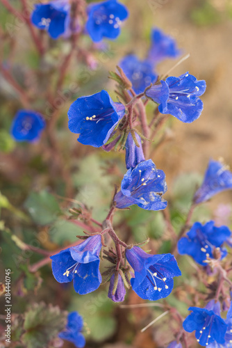 California. Bright blue Phacelia (phacelia campanularia) blooms in the dry areas of the Sierra Foothills. photo
