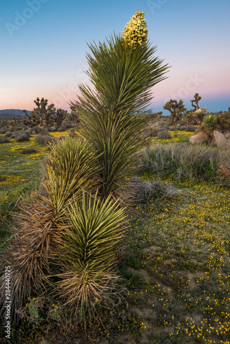 USA, California, Mojave Desert. Joshua trees (Yucca brevifolia) at sunset in Antelope Valley