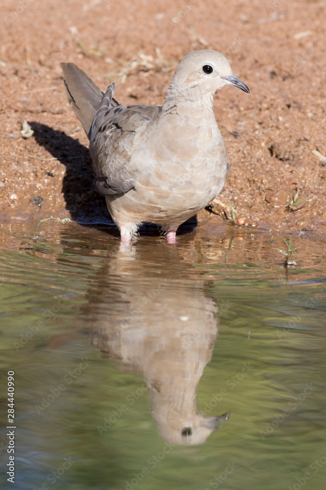 Fototapeta premium USA, Arizona, Amado. Mourning dove and reflection.