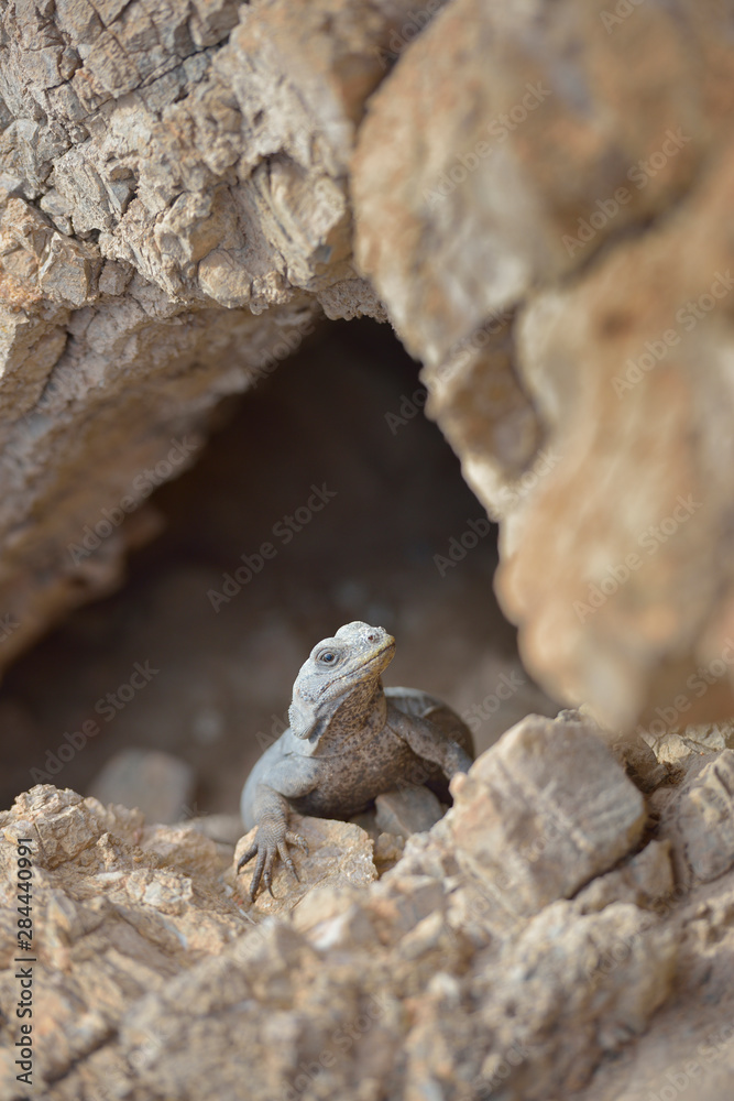 USA, California, Death Valley, Small lizard on the rock, Titus Canyon. USA, California, Death Valley, Small lizard on the rock, Titus Canyon.