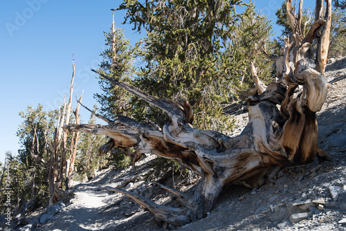 Φωτογραφία Bristlecone Pine, Ancient Bristlecone Pine Forest