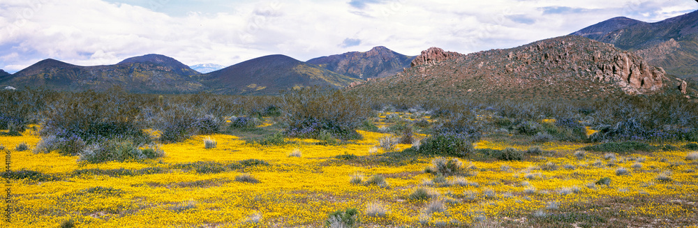 USA, California, Lancaster. Bright yellow blooms fill the desert floor in the Lancaster area, California.