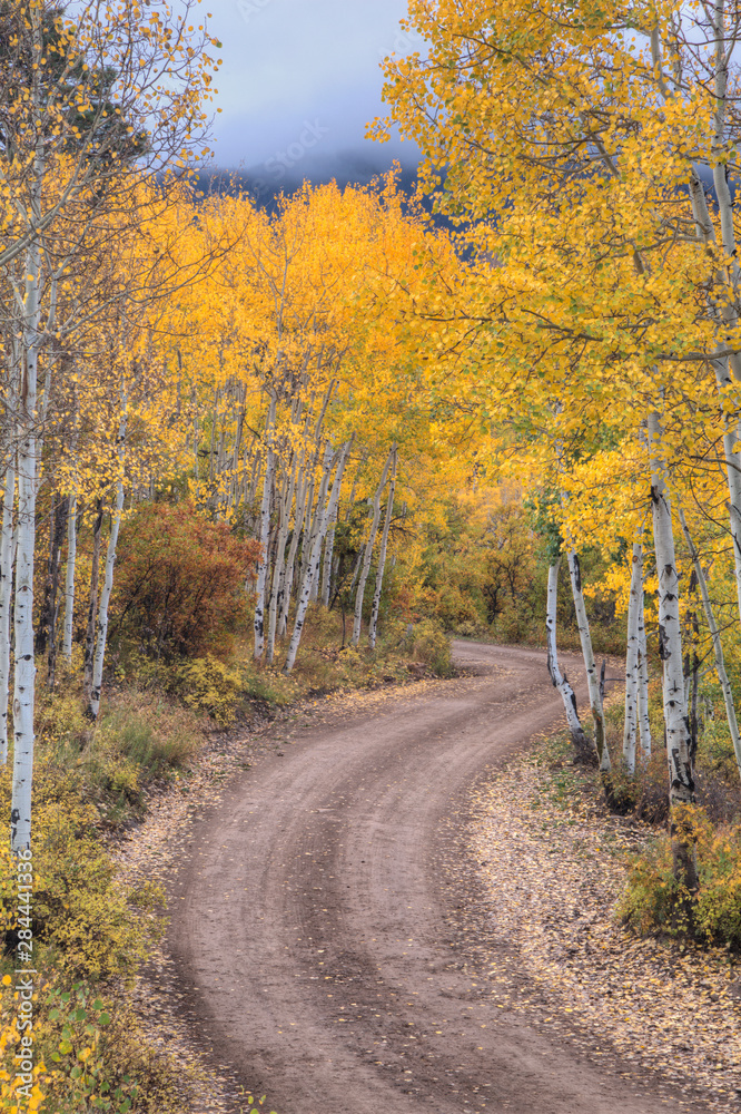 USA, Colorado, San Juan Mountains. Dirt road through aspen forest. USA, Colorado, San Juan Mountains. Dirt road through aspen forest.