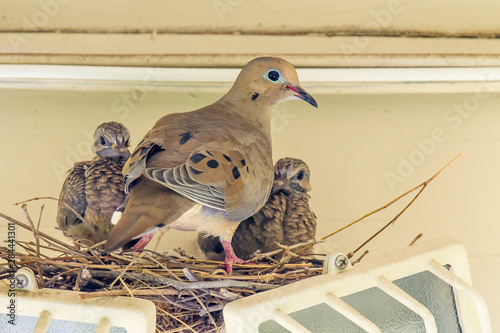 Картината върху платно Sheltered Nesting Space and Mourning Dove Family atop a Security Light