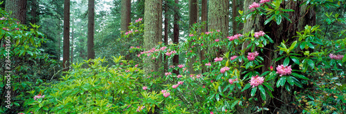 USA, California, Redwood NP. Rhododendron bushes abound in Redwood National Park, California, a World Heritage Site.