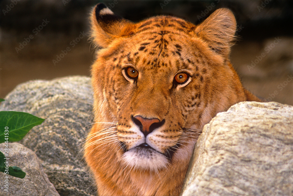 Naklejka premium USA, California, Los Angeles County. Portrait of ligress, a lion/tiger hybrid, at Wildlife Waystation rescue facility. (captive)