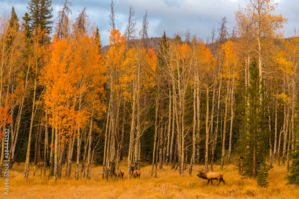 Fototapeta premium USA, Colorado, Rocky Mountain National Park. Bull elk and females in forest. Credit as: Cathy & Gordon Illg / Jaynes Gallery / DanitaDelimont.com