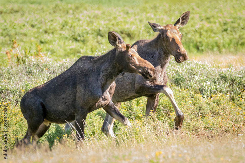 USA, Colorado, Cameron Pass. Yearling twin moose. USA, Colorado, Cameron Pass. Yearling twin moose.