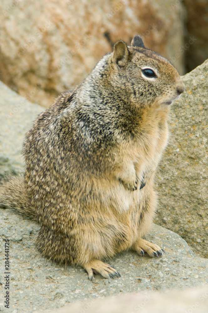 USA, CA, Morro Bay, California Ground Squirrel (Spermophilus beecheyi) USA, CA, Morro Bay, California Ground Squirrel (Spermophilus beecheyi)