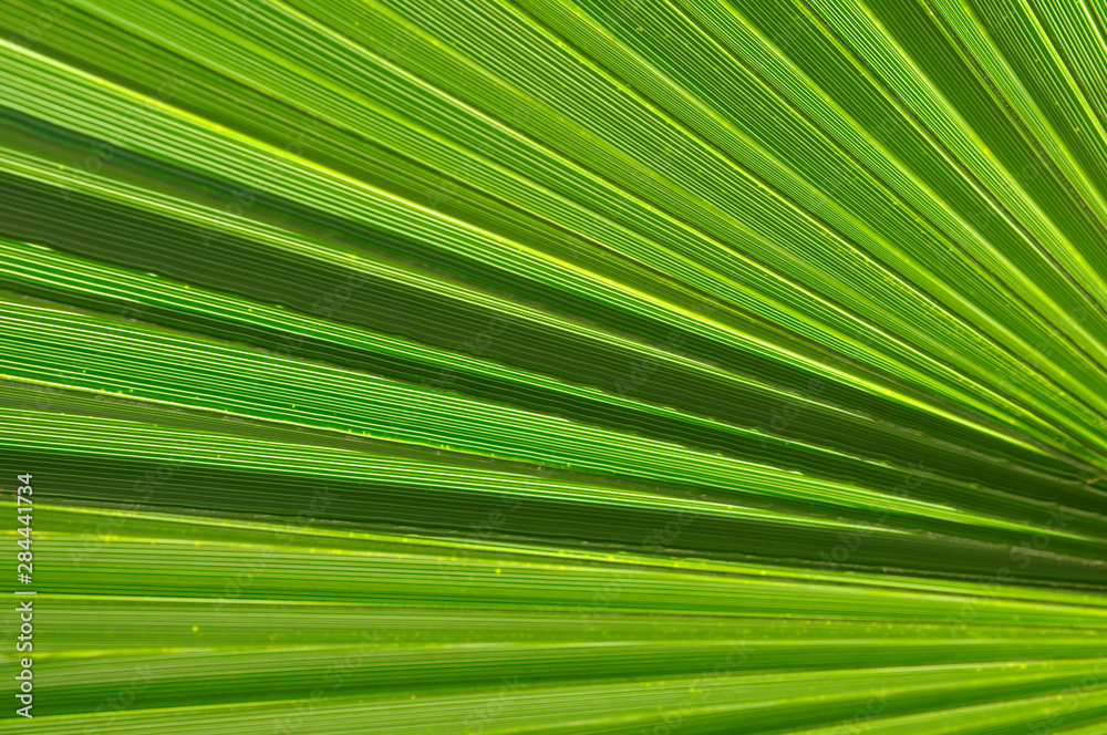 USA, California, Palm Springs, Indian Canyons. Washingtonia filifera (California Fan Palm) frond