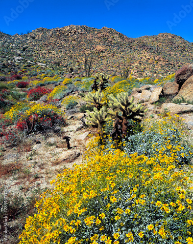 USA, California, Anza-Borrego DSP. Golden brittlebrush grows in the arid soil of Anza-Borrego Desert State Park, California. photo
