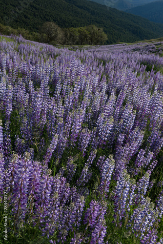 USA  California. Lupine blooming on the hillside along Bald Hills Road