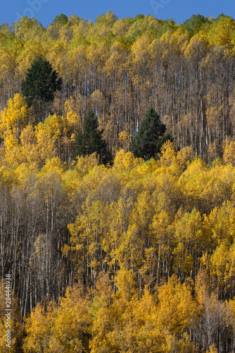 USA, Colorado. Autumn yellow aspen and fir trees, Uncompahgre National Forest