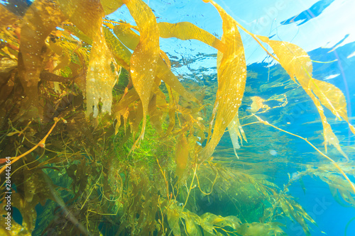Kelp Paddies or Drift Kelp, Giant Kelp (Macrocystis Pyrifera) open ocean near San Diego, California, USA photo