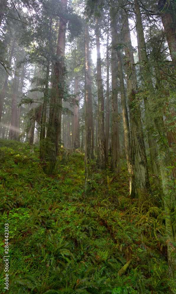 Obraz premium Redwood Trees in Morning Fog with Sunrays
