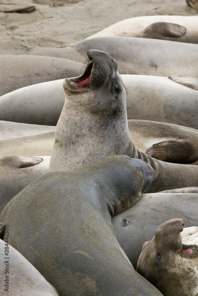 Fototapeta premium USA, CA, Piedras Blancas. Elephant seal (Mirounga angustirostris) rookery on central California coast. Elephant seals once hunted to near extinction in late 1800's.