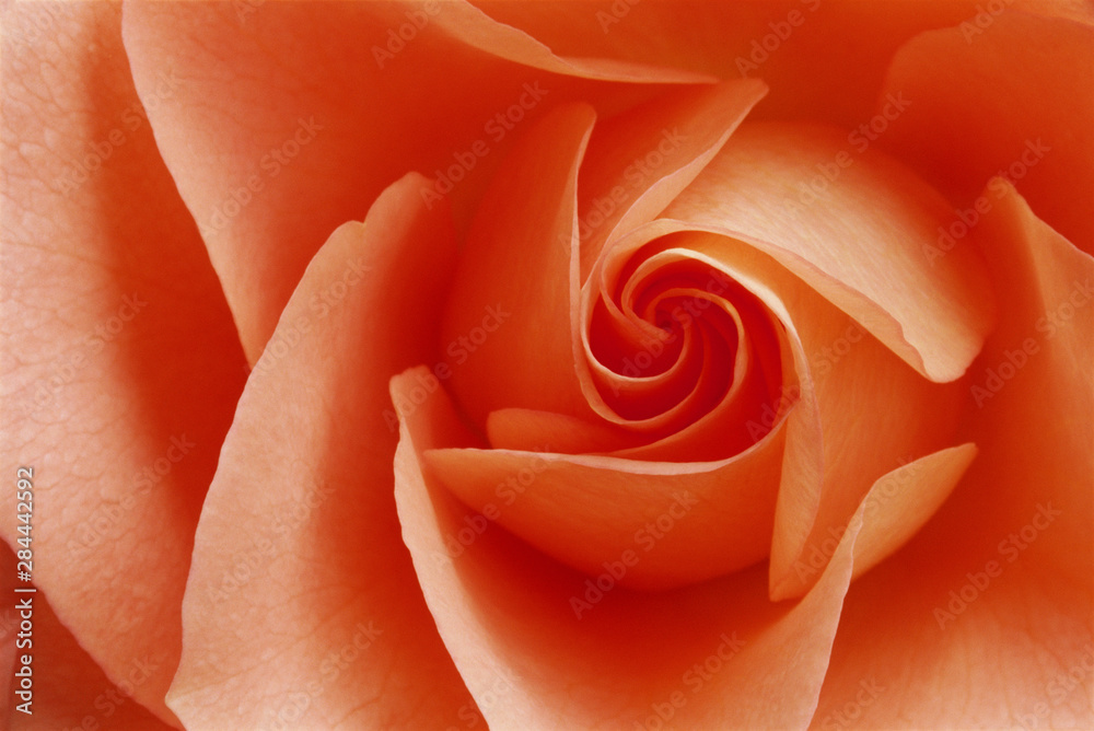 USA, Colorado, Lafayette. Peach rose close-up. Credit as: Marie Bush / Jaynes Gallery / DanitaDelimont.com USA, Colorado, Lafayette. Peach rose close-up. Credit as: Marie Bush / Jaynes Gallery / DanitaDelimont.com