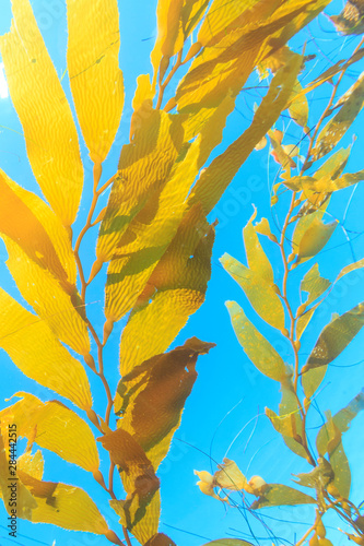 Kelp Paddies or Drift Kelp, Giant Kelp (Macrocystis Pyrifera) open ocean near San Diego, California, USA photo