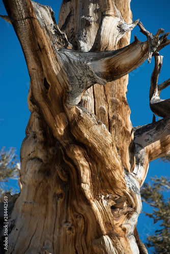 Bristlecone Pine, Ancient Bristlecone Pine Forest. Big Pine, California, USA