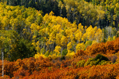 Aspens and fall color in front of Sneffels Range, Uncompahgre National Forest, Colorado