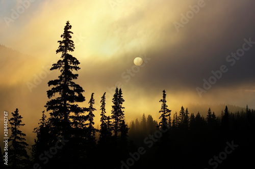 USA  Colorado  San Isabel National Forest. Cloudy sunrise silhouettes spruce and fir trees on Continental Divide. 