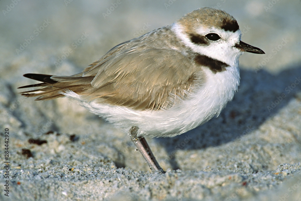 North America, USA, Florida, Sanibel Island. Close-up of a Snowy Plover (Charadrius alexandrinus), a small shorebird North America, USA, Florida, Sanibel Island. Close-up of a Snowy Plover (Charadrius alexandrinus), a small shorebird