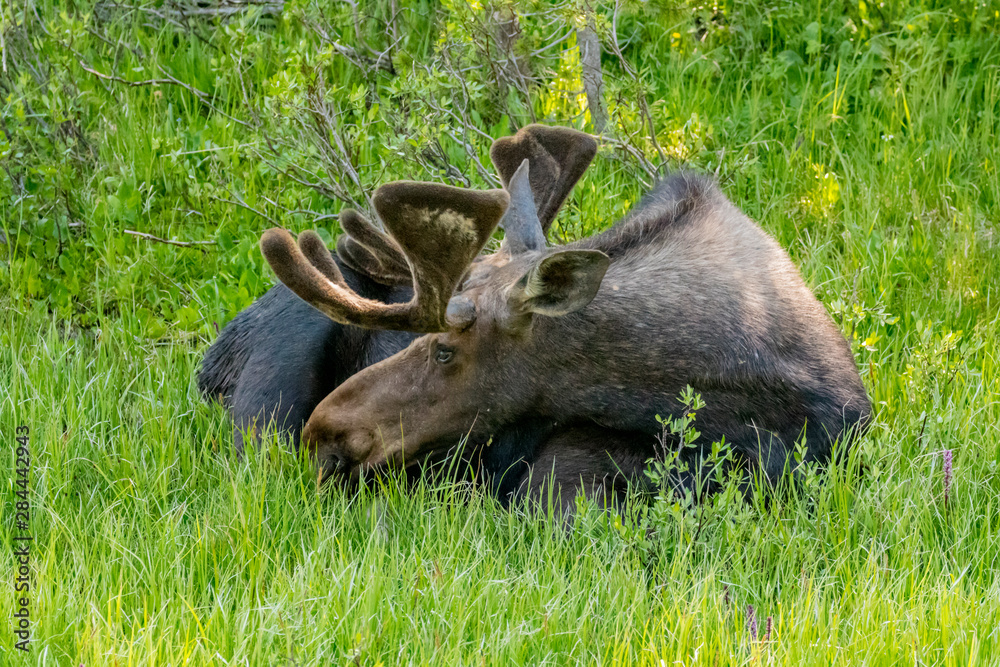 USA, Colorado, Cameron Pass. Resting bull moose with early antlers. USA, Colorado, Cameron Pass. Resting bull moose with early antlers.