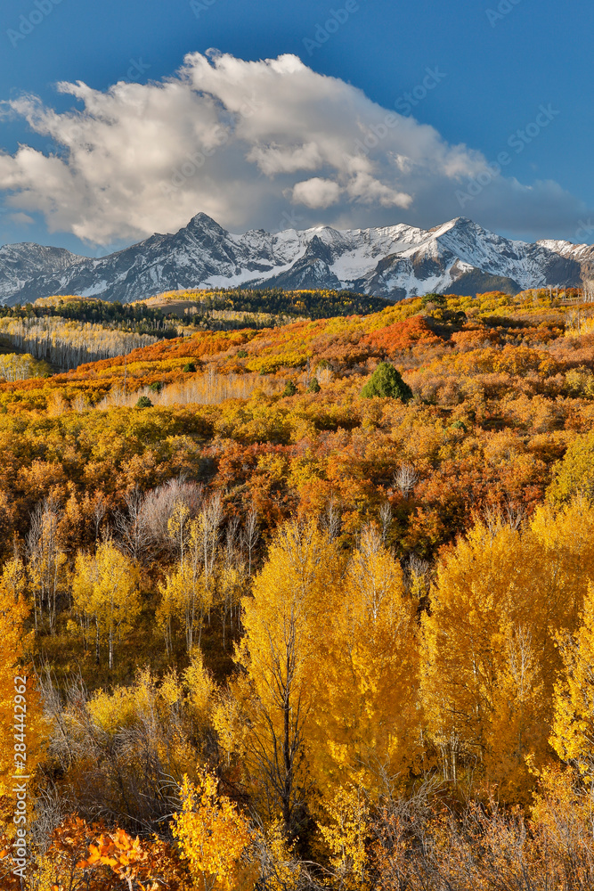 San Juan Mountains from the Dallas Divide morning light on fall colored Oak and Aspen, Colorado.