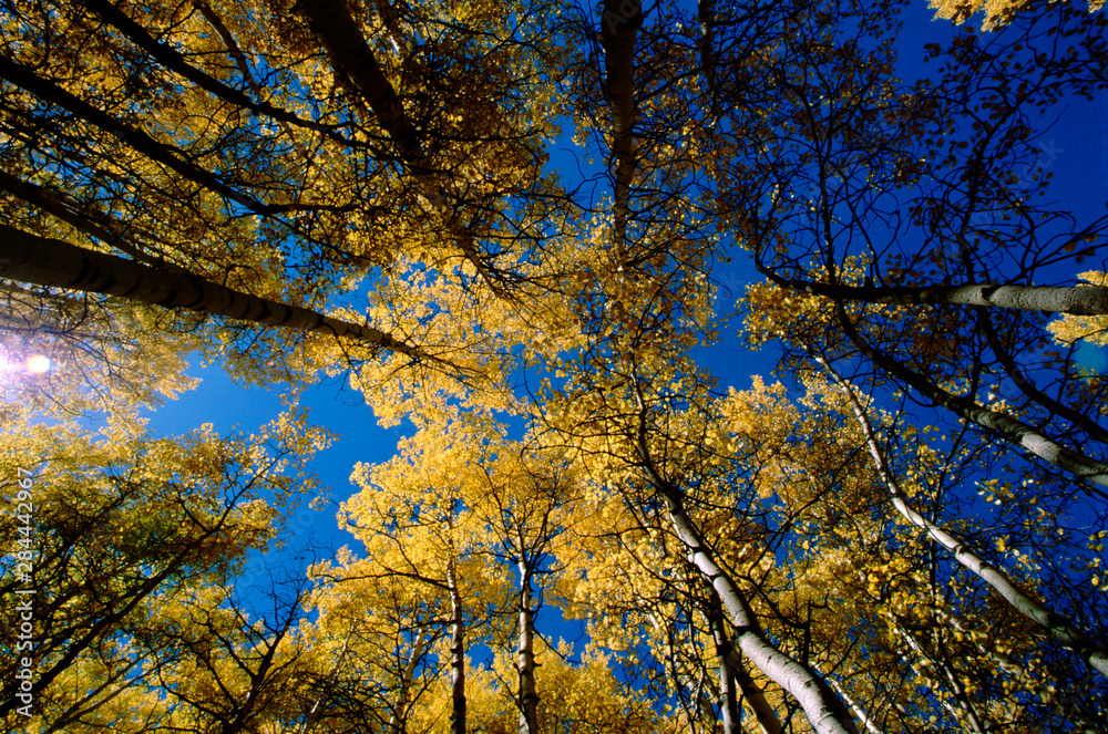 North America, USA, Colorado. Yellow aspen trees on Kebler Pass near Crested Butte.