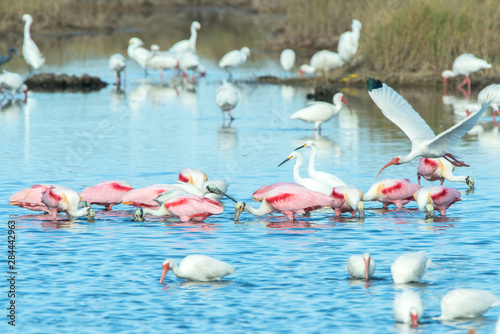 USA, Florida, Merritt Island, National Wildlife Refuge, White Ibis, Great Egr...