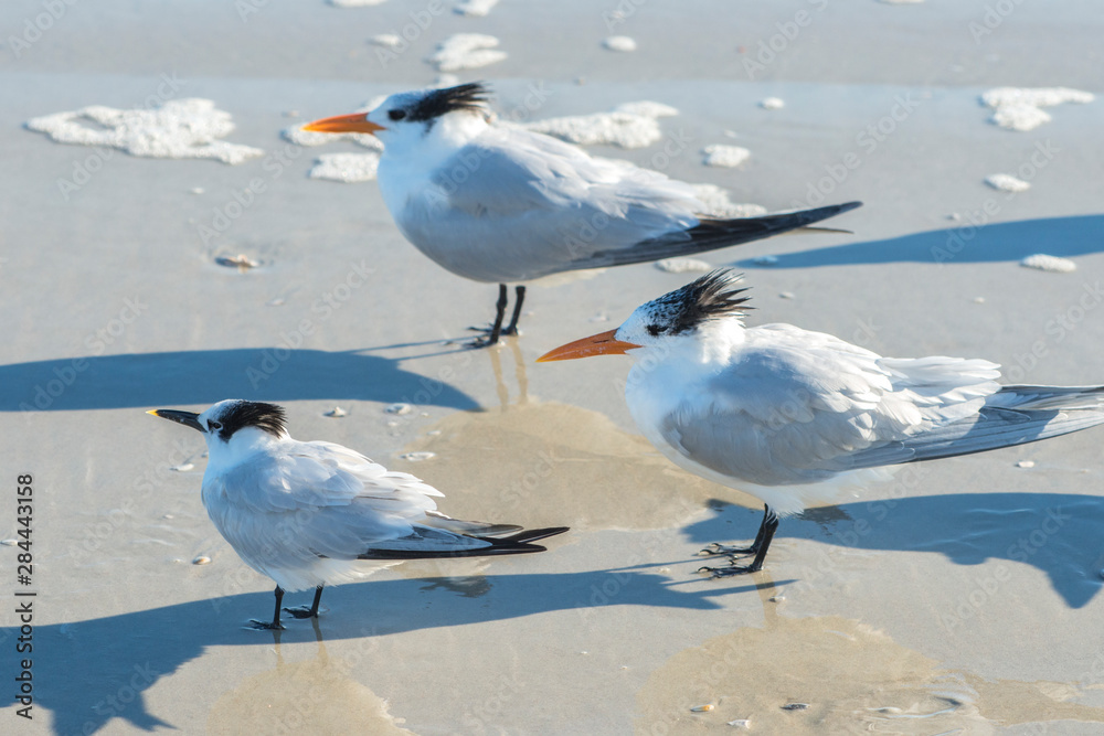 USA, Florida, New Smyrna Beach, Royal Terns on beach. USA, Florida, New Smyrna Beach, Royal Terns on beach.