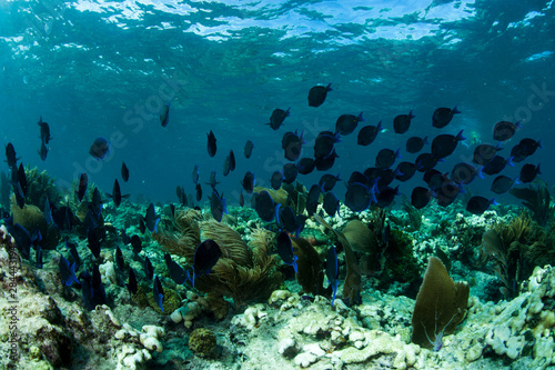 Fototapeta Naklejka Na Ścianę i Meble -  A school of blue tangs swims above a coral reef in the clear blue waters of Looe Key Reef, Florida Keys