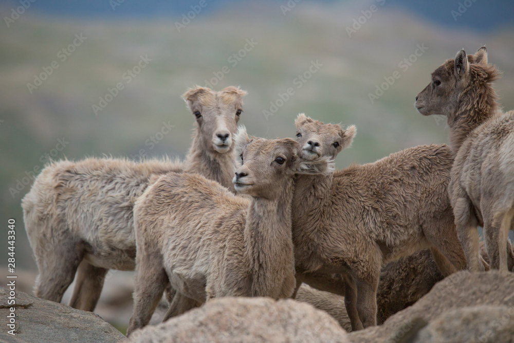 USA, Colorado, Mt. Evans. Group of young Rocky Mountain bighorn sheep. 